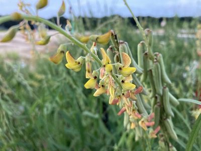 Crotalaria lanceolata, photographed by Lauren Gillett