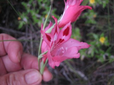 Gladiolus crispulatus, photographed by Di Turner