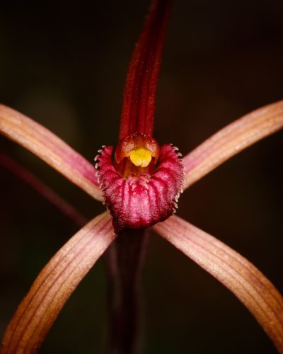 Caladenia dundasiae, photographed by Cal Wood