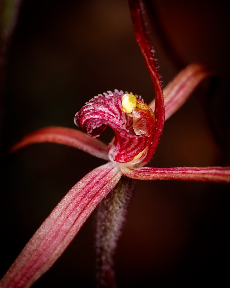 Caladenia dundasiae, photographed by Cal Wood