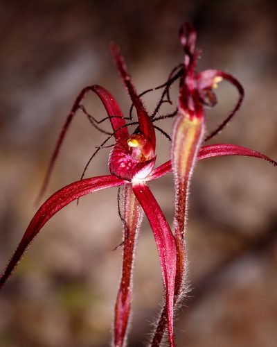 Caladenia dundasiae, photographed by Cal Wood