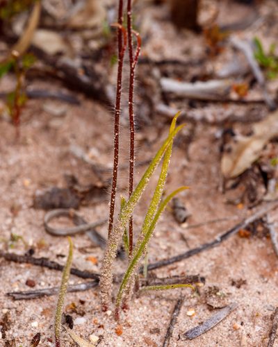 Caladenia dundasiae, photographed by Cal Wood