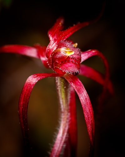 Caladenia dundasiae, photographed by Cal Wood