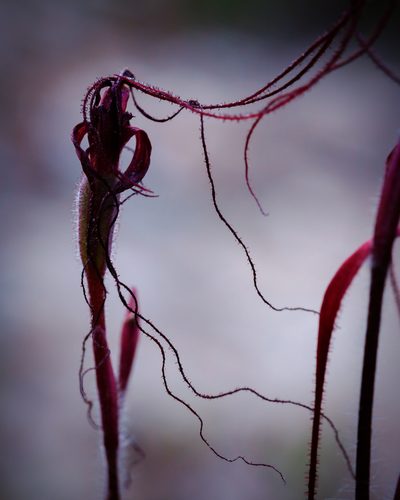 Caladenia dundasiae, photographed by Cal Wood