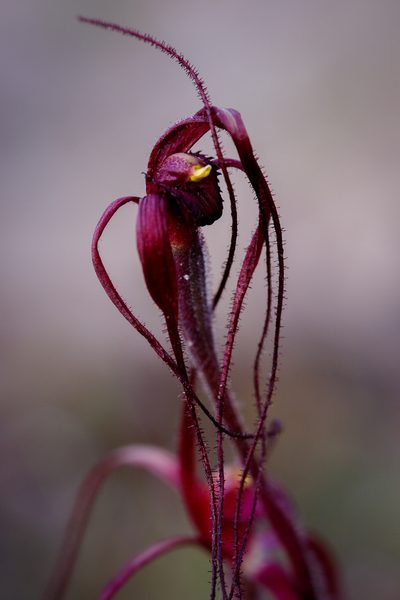 Caladenia dundasiae, photographed by Cal Wood