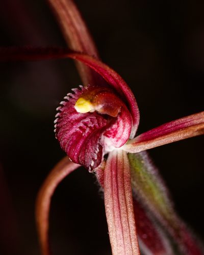 Caladenia dundasiae, photographed by Cal Wood