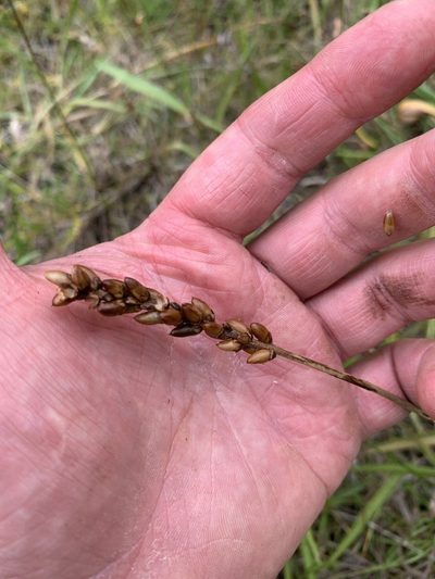 Plantago macrocarpa, photographed by Mark Worthing