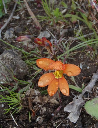 Tritonia securigera, photographed by Nicola van Berkel
