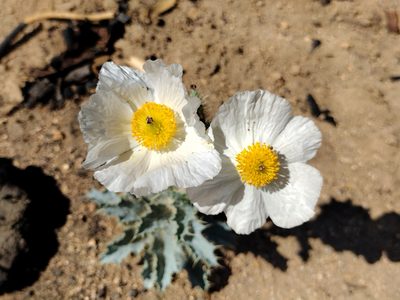 Argemone munita, photographed by Daniel S.