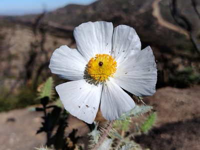 Argemone munita, photographed by Daniel S.