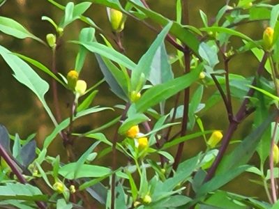 Bidens discoidea, photographed by Jean Sorensen