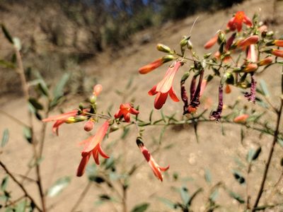 Keckiella ternata, photographed by Daniel S.