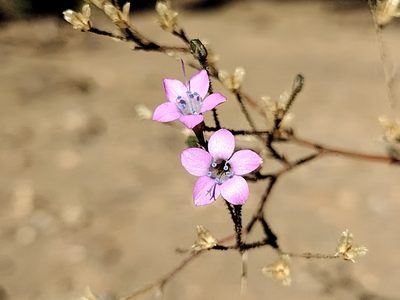 Saltugilia splendens, photographed by Daniel S.