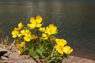 Ranunculus eschscholtzii, photographed by John W. Hancock