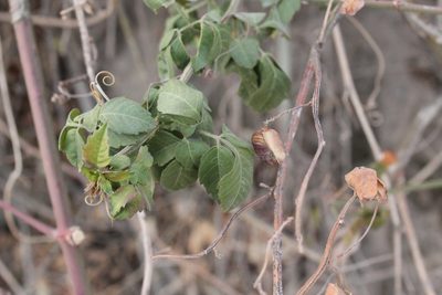 Serjania triquetra, photographed by Viacheslav Shalisko