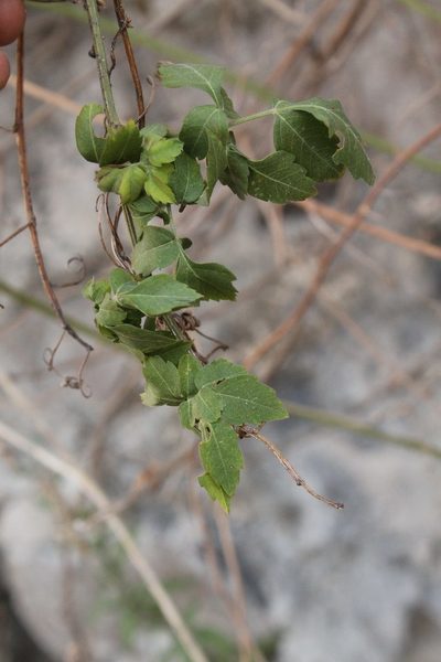 Serjania triquetra, photographed by Viacheslav Shalisko