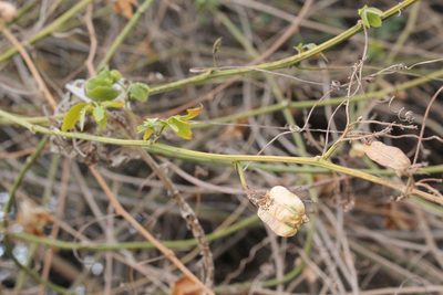 Serjania triquetra, photographed by Viacheslav Shalisko