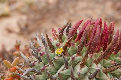 Euphorbia schoenlandii, photographed by magriet b