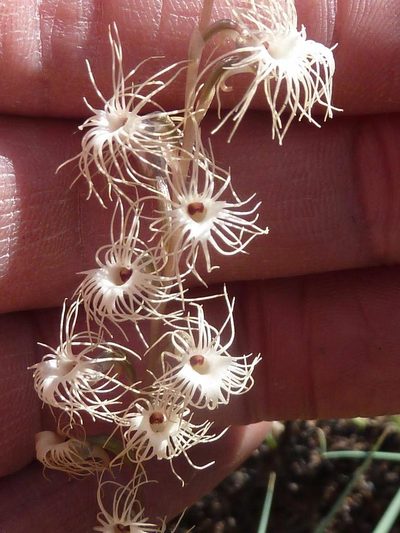 Holothrix randii, photographed by Andrew Hankey