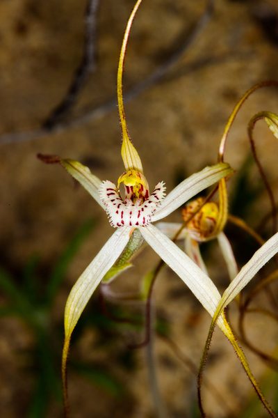 Caladenia nobilis, photographed by Cal Wood