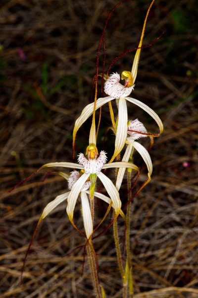 Caladenia nobilis, photographed by Cal Wood