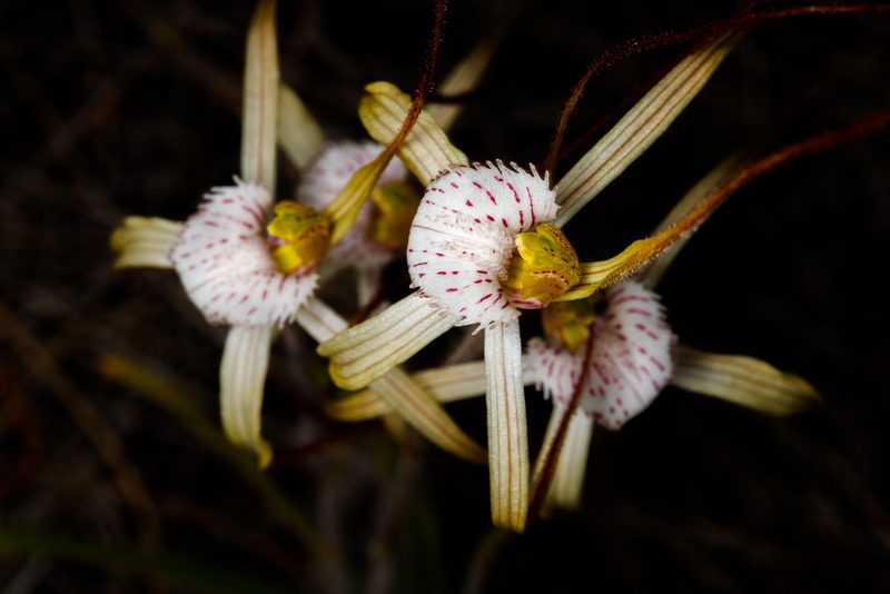 Caladenia nobilis, photographed by Cal Wood