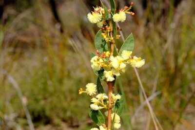 Acacia myrtifolia, photographed by Peter Crowcroft