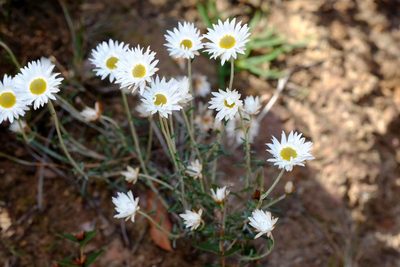 Argentipallium obtusifolium, photographed by Peter Crowcroft
