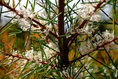 Hakea decurrens, photographed by Peter Crowcroft
