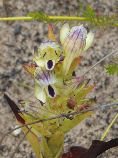 Disa hallackii, photographed by Nicola van Berkel