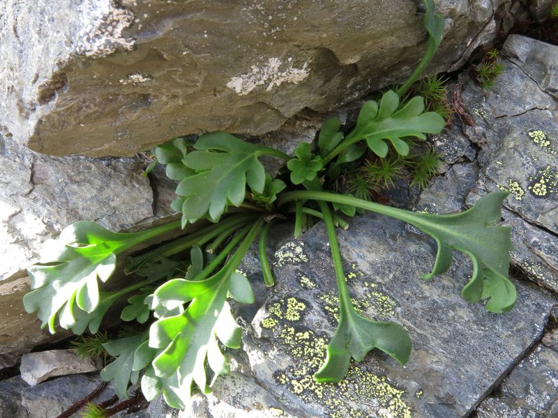 Pachycladon wallii, photographed by John Barkla