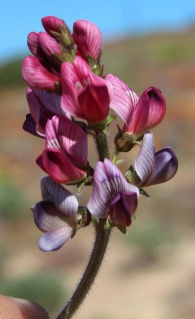 Lessertia capitata, photographed by Tony Rebelo