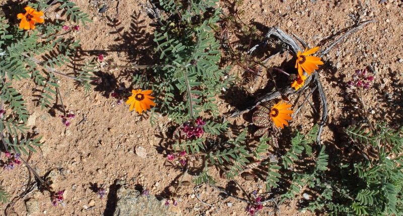 Lessertia capitata, photographed by Tony Rebelo