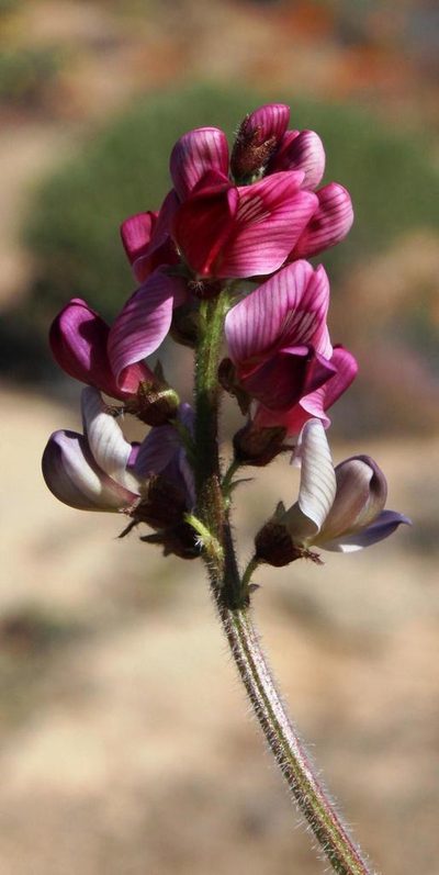 Lessertia capitata, photographed by Tony Rebelo