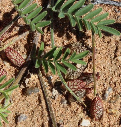 Lessertia capitata, photographed by Tony Rebelo