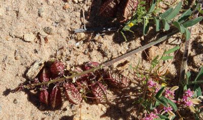 Lessertia capitata, photographed by Tony Rebelo