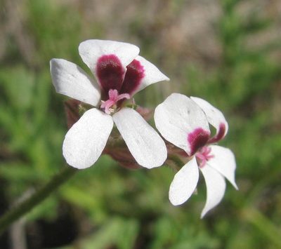 Pelargonium senecioides, photographed by douglaseustonbrown