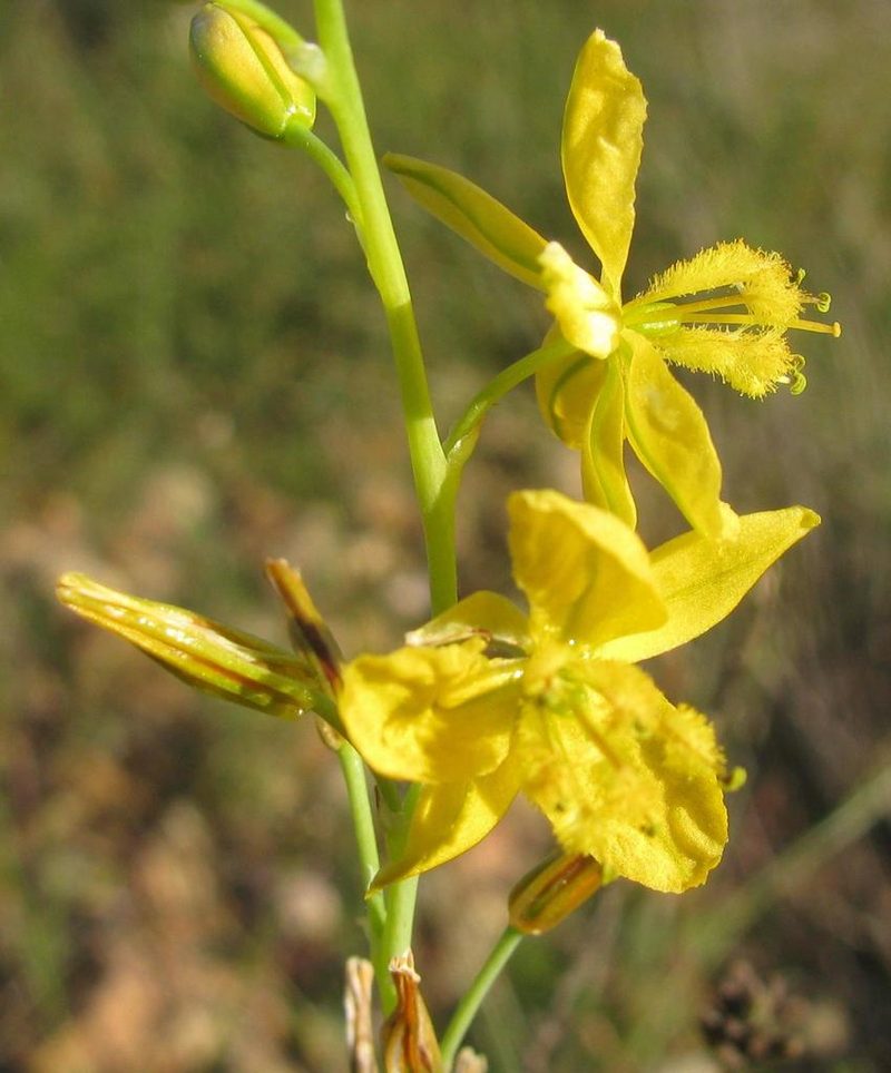 Bulbine foleyi, photographed by douglaseustonbrown