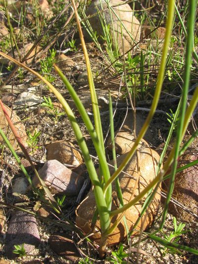Bulbine foleyi, photographed by douglaseustonbrown