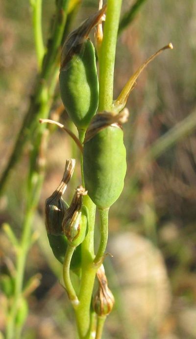 Bulbine foleyi, photographed by douglaseustonbrown