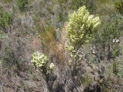 Erica leucanthera, photographed by douglaseustonbrown