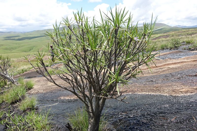 Xerophyta dasylirioides, photographed by Romer N. Rabarijaona