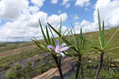 Xerophyta dasylirioides, photographed by Romer N. Rabarijaona