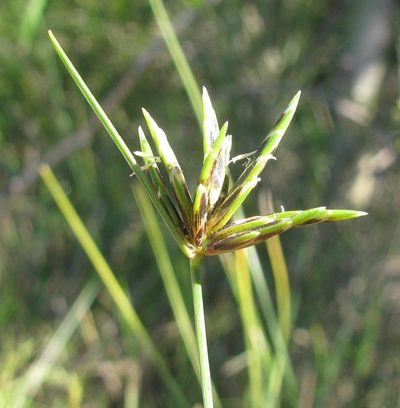 Ficinia polystachya, photographed by douglaseustonbrown