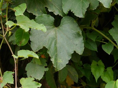 Trichosanthes bracteata, photographed by Dinesh Valke
