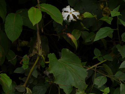 Trichosanthes bracteata, photographed by Dinesh Valke
