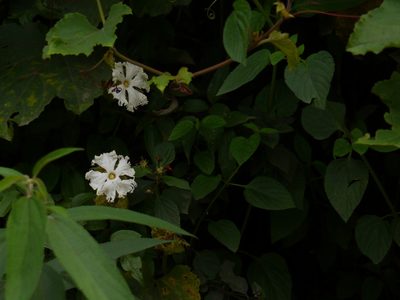 Trichosanthes bracteata, photographed by Dinesh Valke