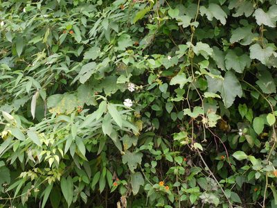 Trichosanthes bracteata, photographed by Dinesh Valke