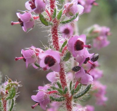Erica setacea, photographed by douglaseustonbrown