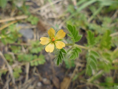 Kallstroemia parviflora, photographed by monictoz